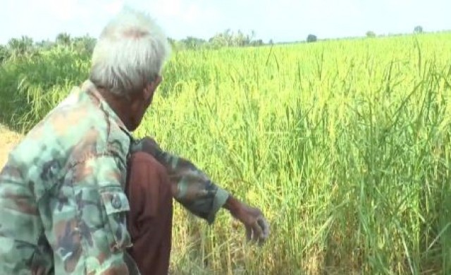 ชาวนาชัยนาทขอน้ำชลประทาน ช่วยข้าวกำลังตั้งท้อง3หมื่นไร่