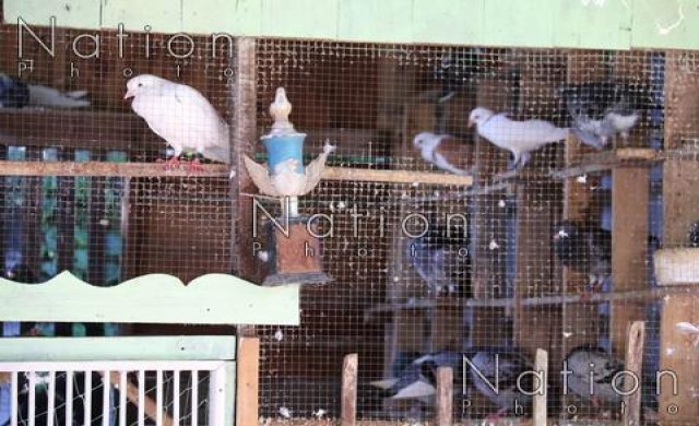 รวบแชมป์นกพิราบสื่อสารลอบค้ายา