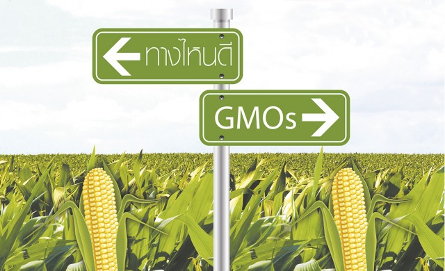 ทางไหนดี GMOs