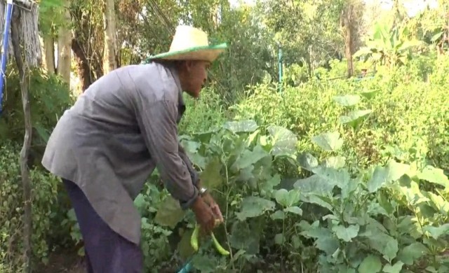 เกษตรกรพลิกวิกฤตปลูกผักพื้นบ้านใช้น้ำน้อยขายหน้าแล้ง