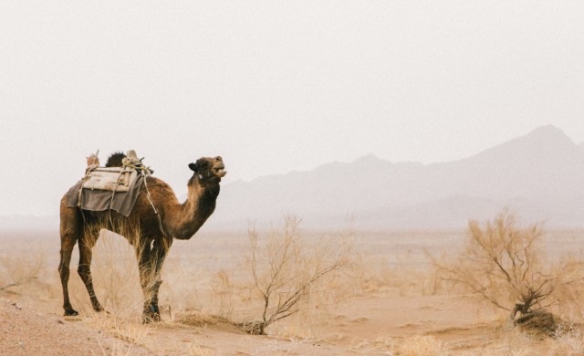 คืบก็ทะเลทราย ศอกก็ทะเลทราย ในกาเมห์