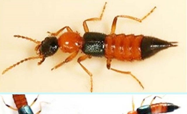 ระวังภัยหนาวจากแมลงก้นกระดก