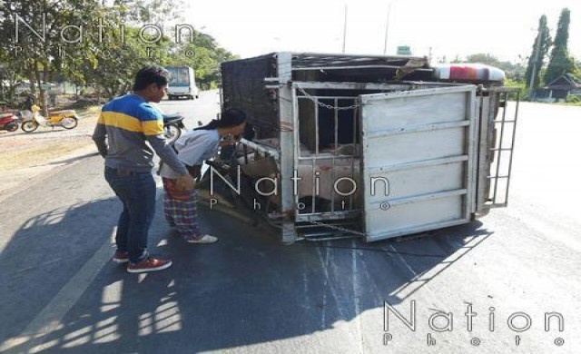 กระบะบรรทุกหมูพลิกคว่ำ หมูเจ็บอื้อ ตาย2ตัว