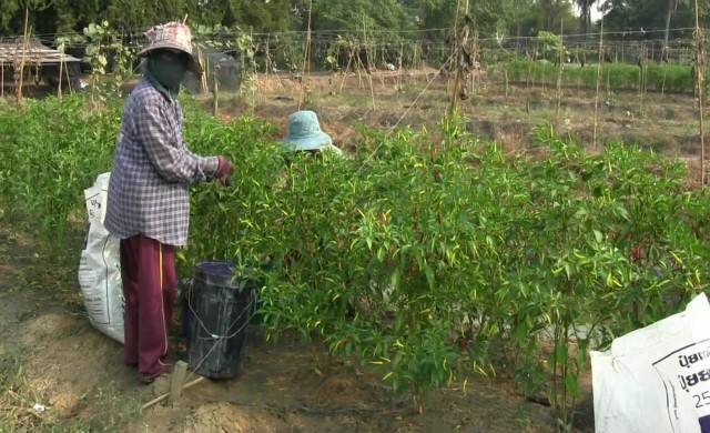 เลิกปลูกข้าวหันปลูกพริกขี้หนู รายได้วันละหมื่นบาท