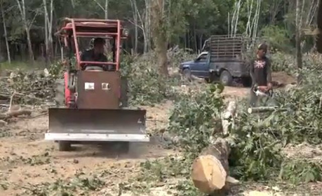 ทยอยโค่นต้นยางทิ้ง ประกาศขายต่อเนื่อง