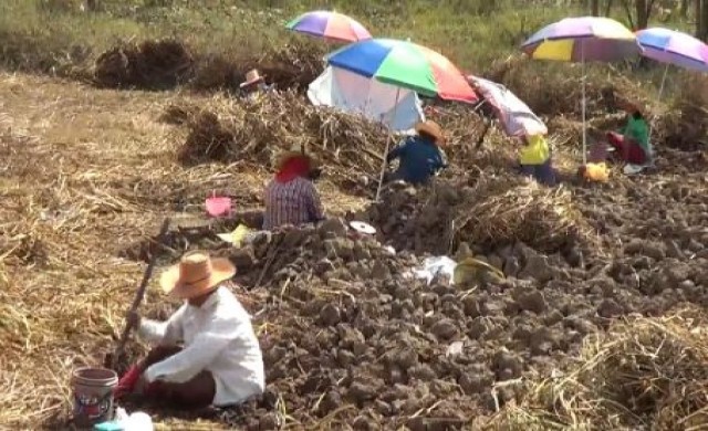 ปลูกแห้วนาสร้างรายได้ ช่วงว่างเว้นจากการทำนา