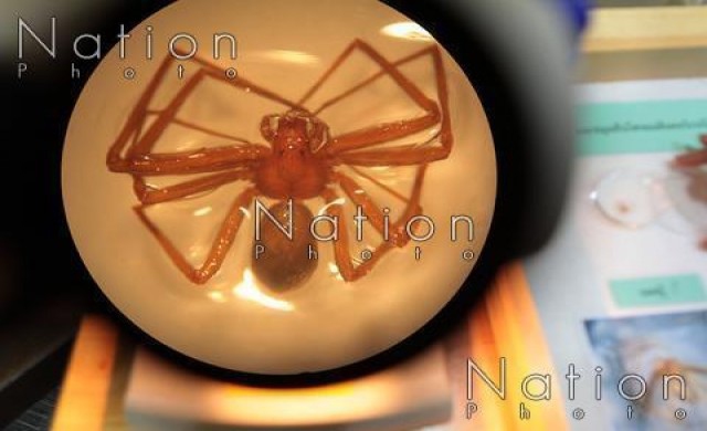จุฬาฯค้นพบ'แมงมุมเมดิเตอร์เรเนียน' ชี้มีพิษรุนแรง