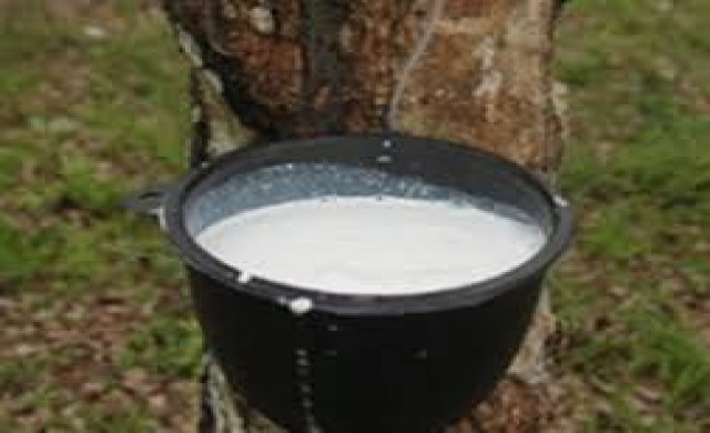 น้ำยางสดปรับขึ้นกิโลกรัมละ 36 บาท