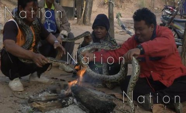 ชาวบ้านก่อกองไฟให้งูผิงไฟคลายหนาว