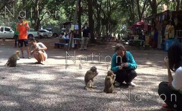 ลิงป่าหิวโซขออาหารนักท่องเที่ยว