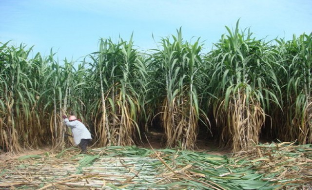 อุตสาหกรรมน้ำตาลทราย เตรียมรับมือภัยแล้ง