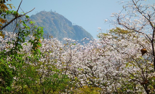 เหนือหน้าแล้ง 