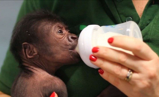 เปิดตัวลูกกอริลลาพันธุ์หายาก