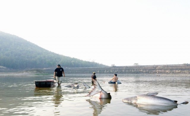 แล้งหนัก! 'ประมงแม่โจ้' เร่งช่วยปลาในอ่างเก็บน้ำห้วยโจ้