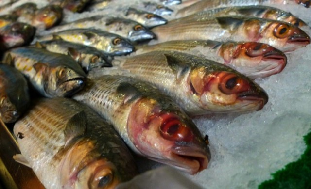 เตือนกินปลาปนเปื้อนมลพิษอันตราย