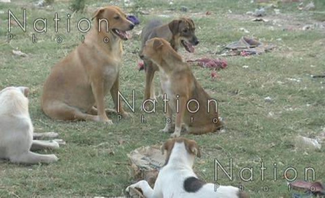 จี้เอาผิดเจ้าของปล่อยสุนัขเร่ร่อน