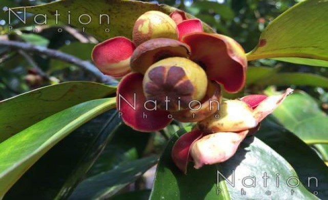 อัดพ่อค้าขี้โกง นำเข้ามังคุดสวมผลไม้จันทบุรี