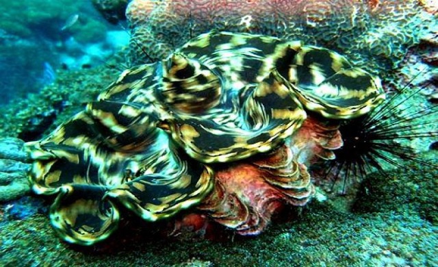 ขบวนการกู้ ‘หอย’