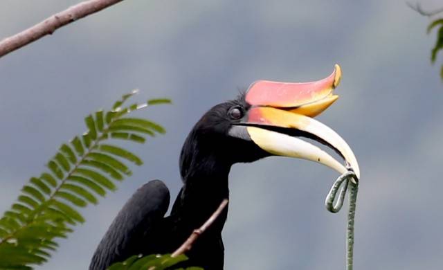 นักวิจัย ชี้ชีวิตนกเงือกเขาบูโดน่าเป็นห่วง