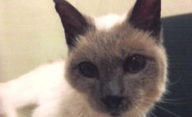 'สกูตเตอร์'อำลาโลก หลังฉลองวันเกิดครบ30ปี