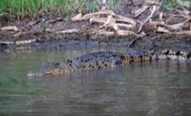 ชายออสซี่วัย 72 สู้จระเข้ รอดชีวิตหวุดหวิด