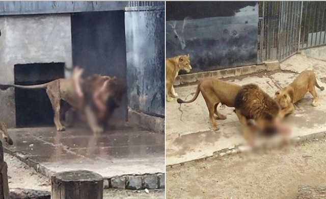 สวนสัตว์ชิลีฆ่าสิงโต ช่วยคนปีนเข้ากรงหวังฆ่าตัวตาย