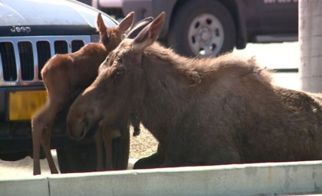 กวางมูสคลอดลูกหน้าห้างในอะแลสกา