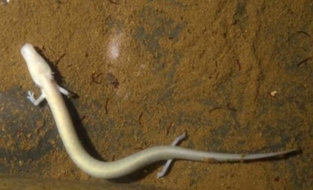 นักวิทยาศาตร์เชื่อ‘เบบี้ดรากอน’อาจมีอายุยืนยาวถึง100ปี