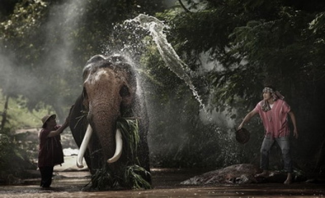 คนชนช้าง