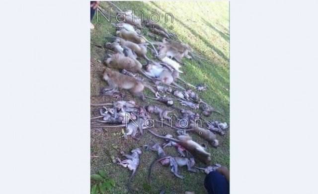 ต้นประดู่ล้มทับลิงแสมตายกว่า 50 ตัว