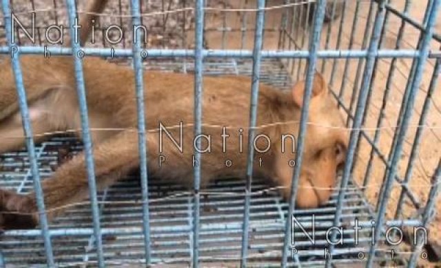 ลิงแสมเมาเหล้าหนัก สุดท้ายช็อกตาย 