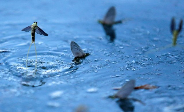 สุดทึ่ง!'แมลงชีปะขาว'หางยาวนับล้านตัวบินจับคู่ผสมพันธุ์ 