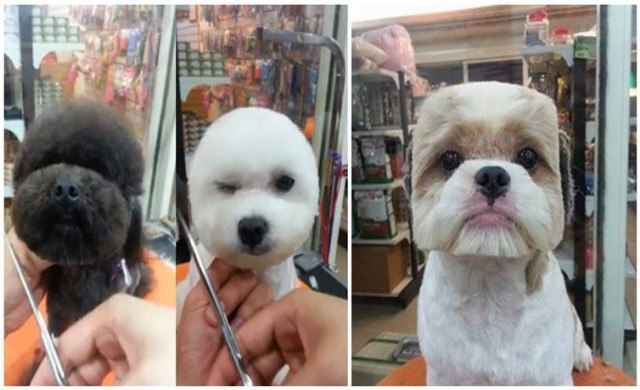 ร้านตัดขนสัตว์สุดแนวในไต้หวัน 