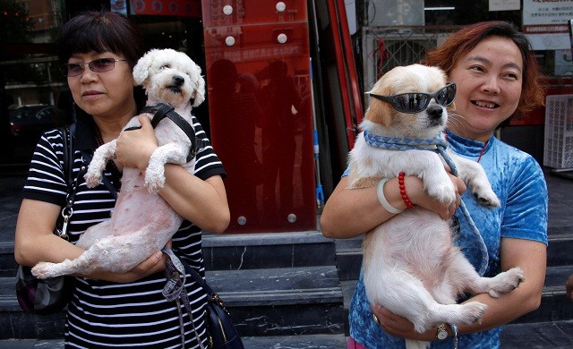 จีนเดินหน้าเทศกาลกินสุนัข