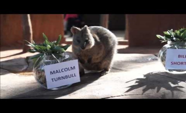 ควอกก้าทำนายผลเลือกตั้งออสเตรเลีย