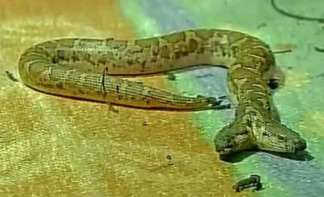 สวนสัตว์อินเดียเจองู2หัว