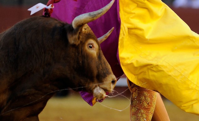 กระทิงดุขวิดมาทาดอร์สเปนตาย