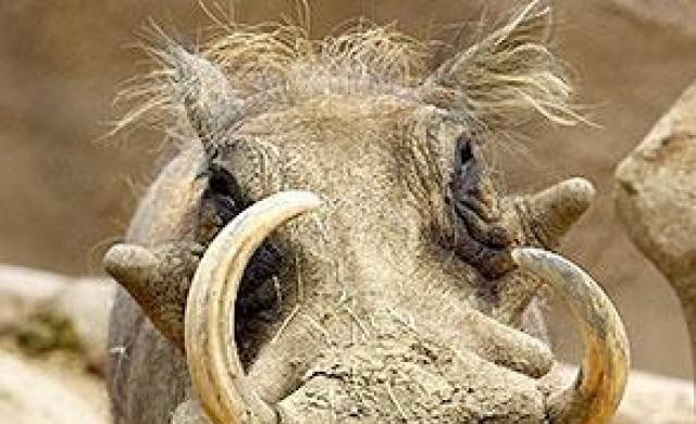 เปิดตัวลูกหมูป่าแอฟริกา