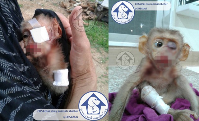 แชร์ว่อน!ลูกลิงกังน่าสงสาร แม่ถูกยิงตาย ทั้งที่อยู่บนอกแม่