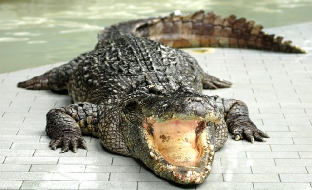 สอง ด.ญ.อินโดฯ สู้จระเข้