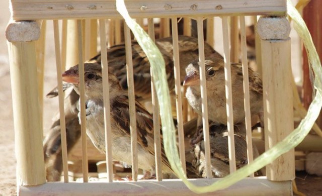 สัตว์รับบาป ธรรมชาติรับกรรม!