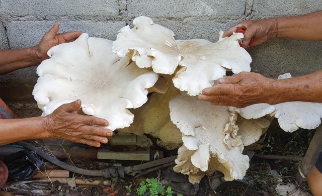 ชาวบ้านฮือฮา! เจอพญาเห็ดโคนยักษ์ ใหญ่กว่า 1 เมตร