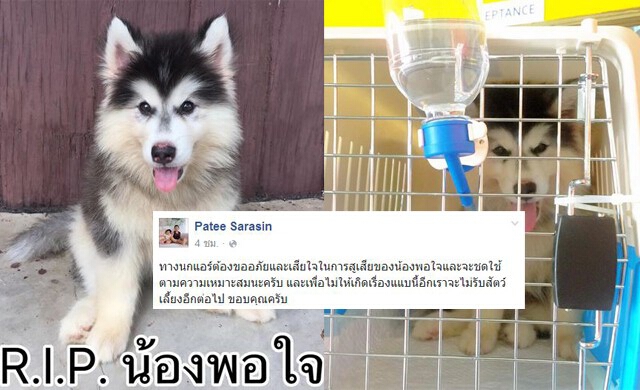 'นกแอร์' เสียใจทำสุนัขตาย ประกาศไม่รับขนส่งสัตว์