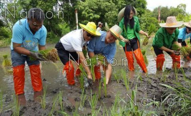 บุรีรัมย์จัด 'ปลูกข้าววันแม่เกี่ยววันพ่อ' เทิดพระเกียรติ