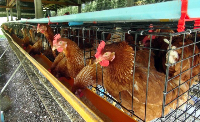 หมอคน-หมอสัตว์ ย้ำไก่ไทยไร้ฮอร์โมนเร่งโต