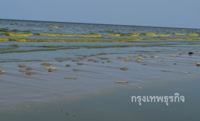 แมงกะพรุนโผล่บางแสน! 200นทท.ได้รับพิษเร่งช่วยเหลือด่วน