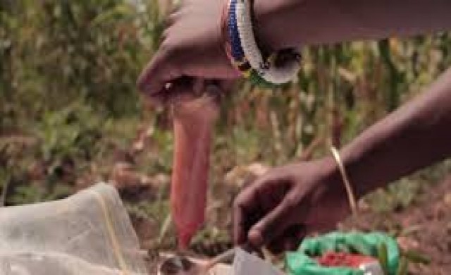 ภูมิปัญญาไล่ช้างของชาวแทนซาเนีย