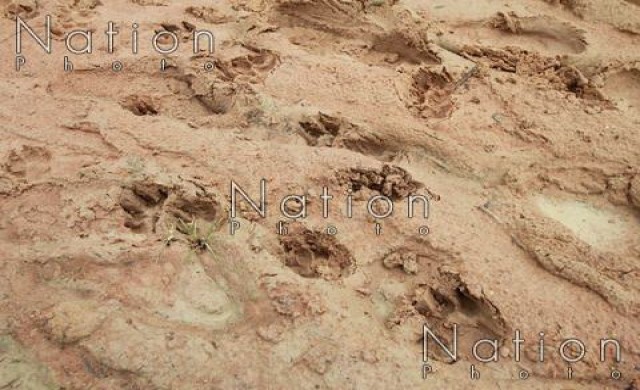 ผู้เชี่ยวชาญยืนยันรอยเท้าที่พบ ไม่ใช่รอยเสือ