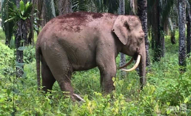 พบช้างงางุ้มหายากในมาเลย์