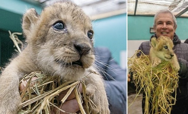 สวนสัตว์เปรูเปิดตัวลูกสิงโตตัวแรกในรอบ 20 ปี